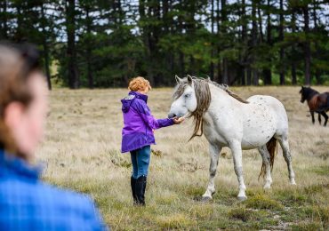 Wine Routes and Wild Horses - Day four - Wild Horses 1