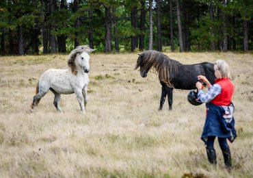 Wine Routes and Wild Horses - Day four - Wild Horses 2