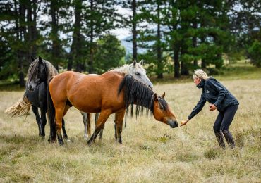Wine Routes and Wild Horses - Day four - Wild Horses 3