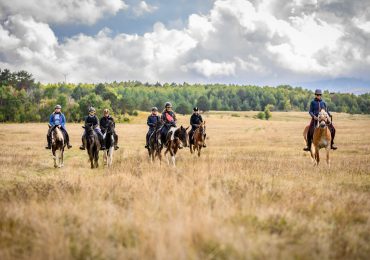Wine Routes and Wild Horses - Day four - Wild Horses 5