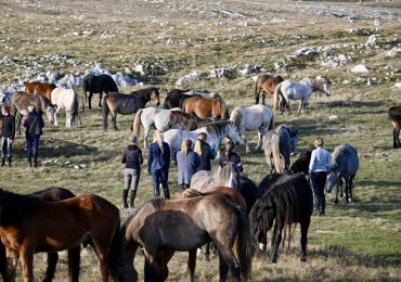 Wine Routes and Wild Horses - Day four - Wild Horses 6